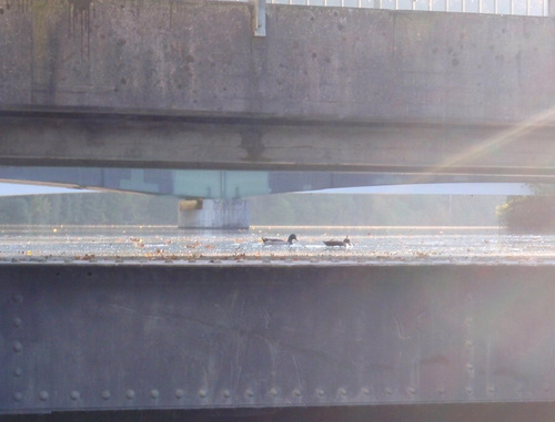 eye level view of two ducks floating.